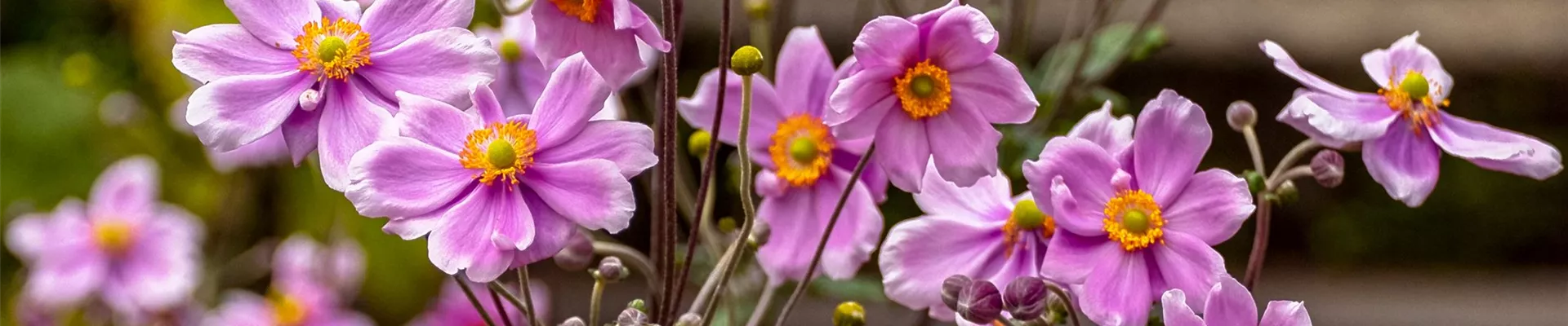 Anemone_jap_1_Peter MOhr-0-157-3172-679